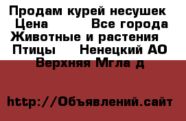 Продам курей несушек › Цена ­ 350 - Все города Животные и растения » Птицы   . Ненецкий АО,Верхняя Мгла д.